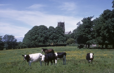 Field near Stannington Church. 