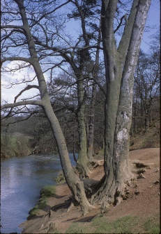 Trees beside the river in Plessy